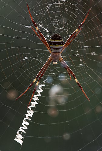 Spider in the Window