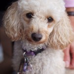 Bindy, a darling dog at the sidewalk tables