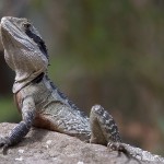 I went back and got a longer (300mm) lens, and climbed up the side of the driveway to see how close I could get.
