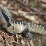 The lizard decided to move up to higher ground. I went around another path to find a vantage point. With a tripod now.
