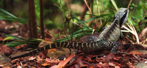 Australian Water Dragon (Physignathus lesueurii)